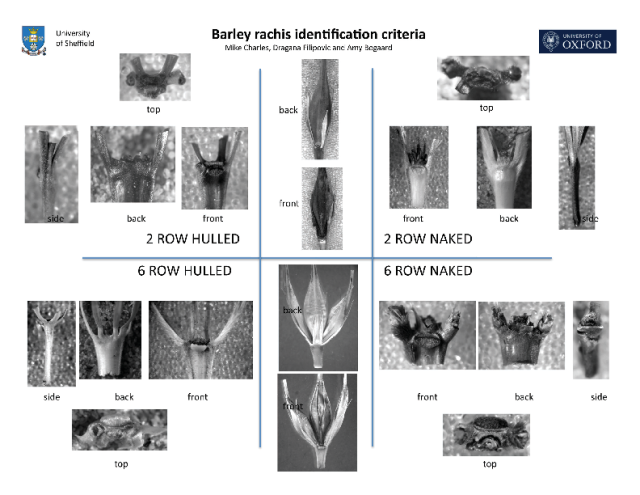 Charles M., Filipović D., Bogaard A., Identification criteria for barley rachis: Distinguishing two- from six-row and naked from hulled barley